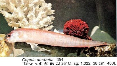 Cepola australis